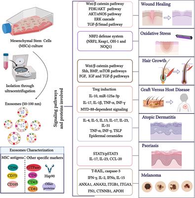 The Role of Exosomes Derived From Mesenchymal Stromal Cells in Dermatology